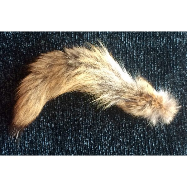 Coyote Tail